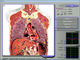 Toàn bộ cơ thể 3d NLS Y tế phân tích, hình ảnh cộng hưởng từ nhà cung cấp
